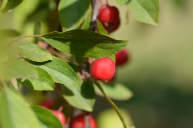 Crabapple Royal Beauty - Latince adı - Malus Royal Beauty