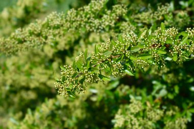 Kırmızı ateş dikenli çiçek tomurcukları - Latince adı - Pyracantha coccinea