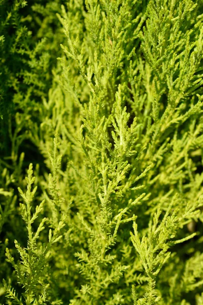 蒙特里 威尔玛 拉丁文名 Cupressus Macrocarpa Wilma — 图库照片