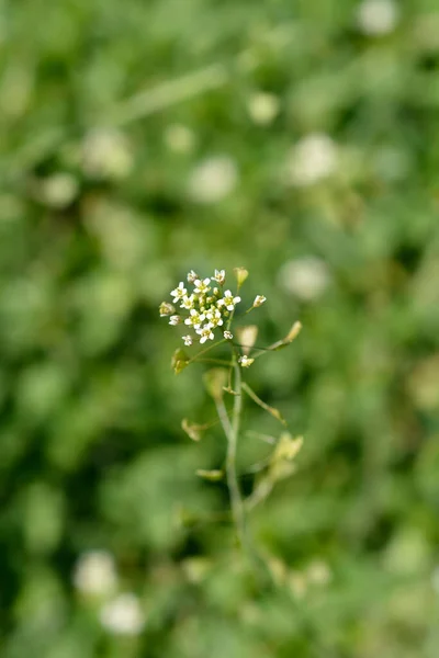 Pastori Borsetta Fiori Nome Latino Capsella Bursa Pastoris — Foto Stock