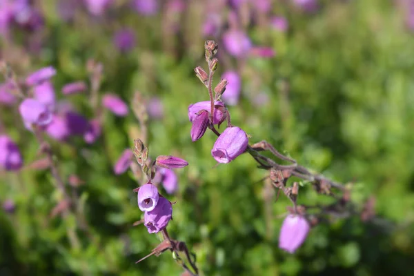 Dabeocs Heide Rosa Blüten Lateinischer Name Daboecia Cantabrica — Stockfoto