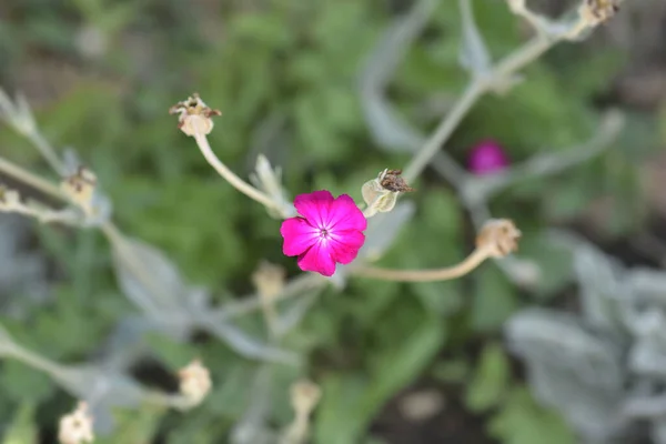 Цветок Розы Латинское Название Silene Coronaria Lychnis Coronaria — стоковое фото