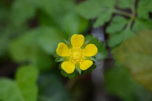 Kwiat Truskawki Indyjskiej Nazwa Łacińska Duchesnea Indica Potentilla Indica — Zdjęcie stockowe