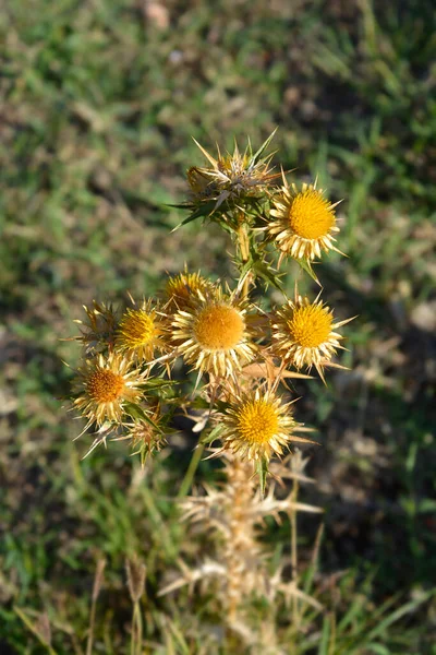 Gouden Distel Bloemen Latijnse Naam Scolymus Hispanicus — Stockfoto