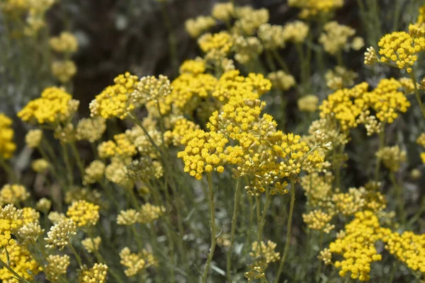 Flores Amarillas Eternas Italianas Nombre Latino Helichrysum Italicum —  Fotos de Stock