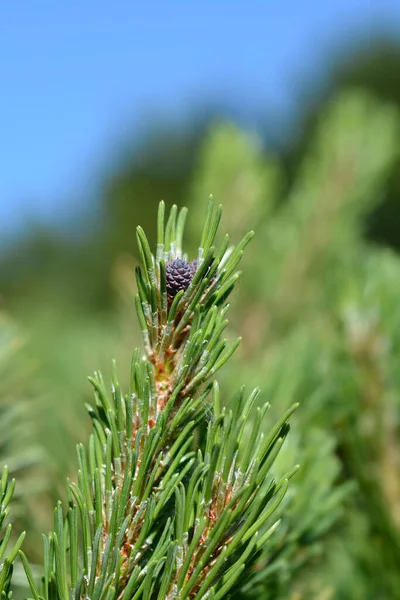 Dwarf mountain pine Mughus - Latin name - Pinus mugo Mughus — Stock Image Dwarf Mountain Pine Mughus Latin Name Pinus Mugo Mughus Stock Image