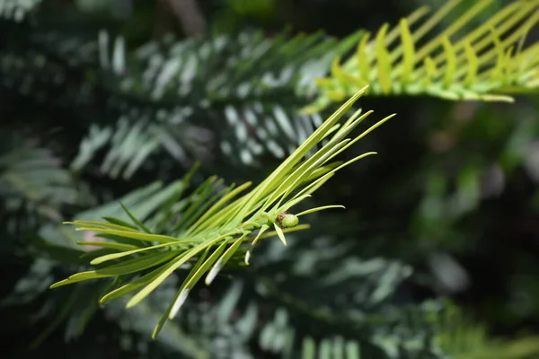 Wollemi Pine Branch Latin Name Wollemia Nobilis — Stock Photo, Image