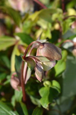 Hellebore Kış Prensesi - Latince adı - Helleborus x sahinii Kış Prensesi