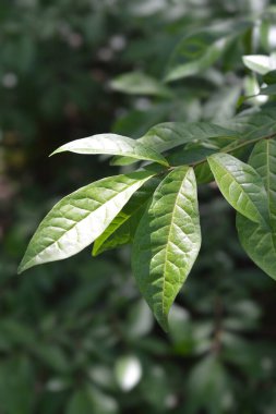 Japon orixa yaprakları - Latince adı - Orixa japonica