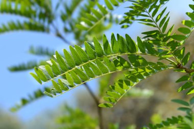 Bal çekirgesi Güneş patlaması ağacı dalı - Latince adı - Gleditsia triacanthos Sunburst