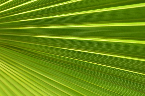 Ausztrál Fan Palm Leaf Detail Latin Név Livistona Australis — Stock Fotó