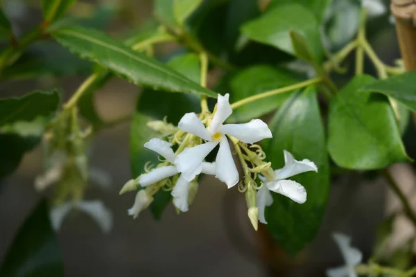 Jasmim Estrela Nome Latino Trachelospermum Jasminoides — Fotografia de Stock