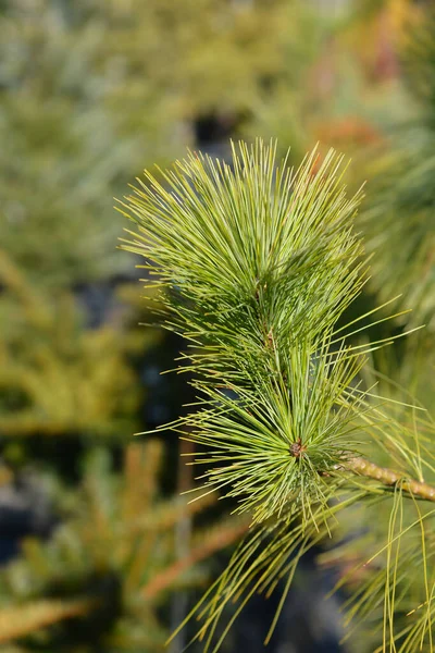 Rama Pino Del Himalaya Nombre Latino Pinus Wallichiana — Foto de Stock