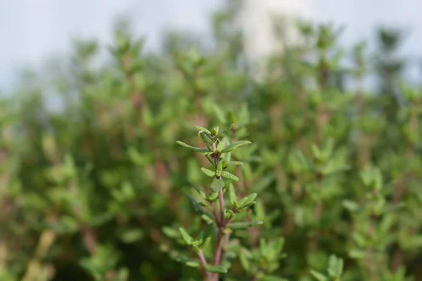 Faustini Thyme Leaves Latin Name Thymus Vulgaris Faustini — Stock Photo, Image