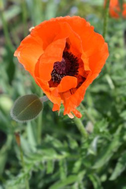 Doğu gelinciği Feuerriese - Latince adı - Papaver orientale Feuerriese