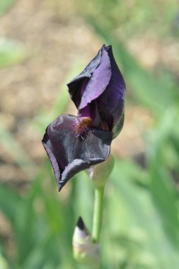 Uzun sakallı iris kürkü gecesi Latince adı Iris barbata elatior samur gecesi.