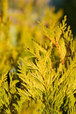 Batı Kırmızı Sedir 4Ever Altın - Latince adı Thuja plicata 4Ever Goldy