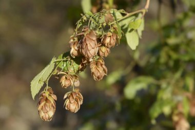 Yaygın hop - Latince adı - Humulus lupulus