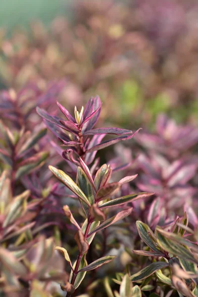 Shrubby Veronica Magic Summer Leaves Latin Name Hebe Magic Summer — Stock Photo, Image