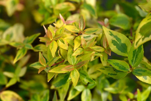 Abelia Caleidoscopio Nombre Latino Abelia Grandiflora Caleidoscopio — Foto de Stock