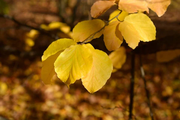 Persian Ironwood Leaves Latin Name Parrotia Persica — Stock Photo, Image
