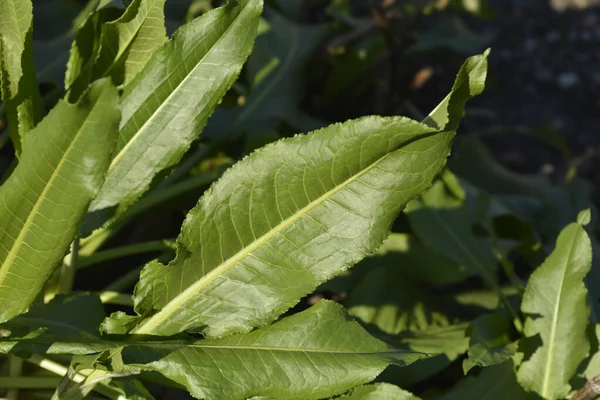 Hojas Ensangrentadas Del Muelle Nombre Latino Rumex Sanguineus —  Fotos de Stock