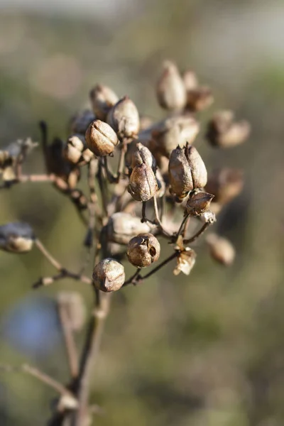 Культивируемые Капсулы Табачных Семян Латинское Название Nicotiana Tabacum — стоковое фото