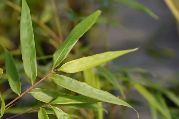 Umbrella Bamboo Asian Wonder Leaves Latin Name Fargesia Robusta Asian — Stock Photo, Image