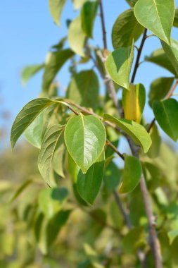 Doğu hurma yaprakları - Latince adı - Diospyros kaki