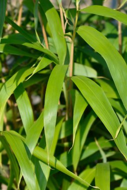 Ok bambu yaprakları - Latince adı - Pseudosasa japonica