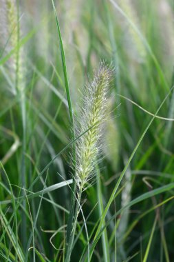 Çeşme otu Hameln - Latince adı - Cenchrus alopecuroides Hameln (Pennisetum alopecuroides Hameln)
