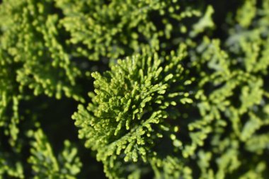 Hinoki servisi Nana Gracils - Latince adı Chamaecyparis obtusa Nana Gracils