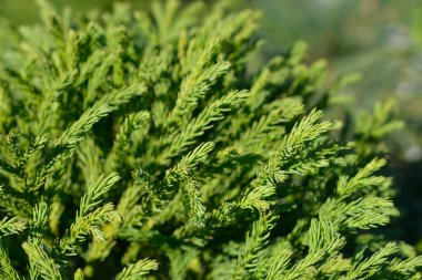 Japon sedir ağacı Globosa Nana - Latince adı - Cryptomeria japonica Globosa Nana