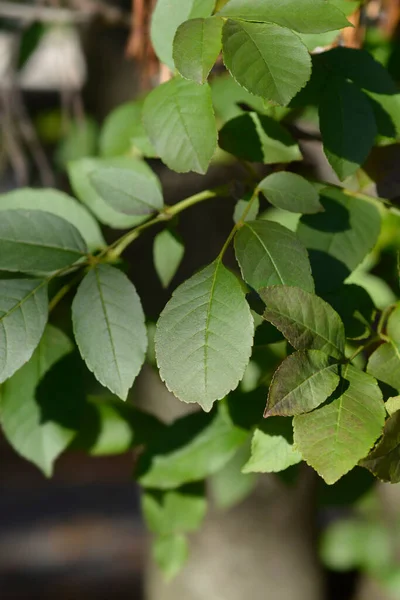 Φύλλα Ανθοφόρου Τέφρας Λατινική Ονομασία Fraxinus Ornus — Φωτογραφία Αρχείου