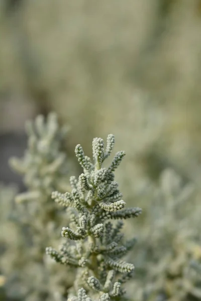 Blätter Aus Zypressenlavendel Lateinischer Name Santolina Chamaecyparissus — Stockfoto