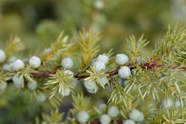 Shore Juniper Schlager Branch Latin Name Juniperus Conferta Schlager — Stock Photo, Image