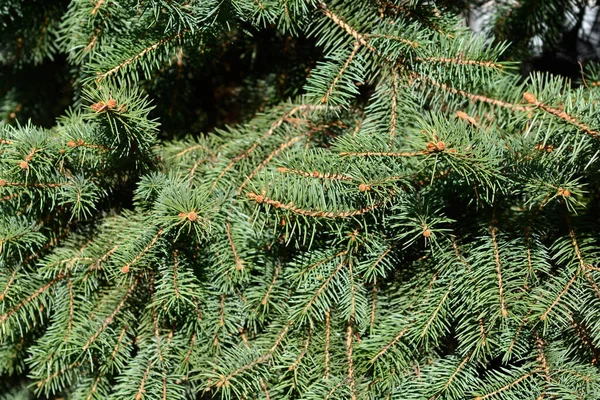 Норвезька Назва Ялинки Picea Abies — стокове фото