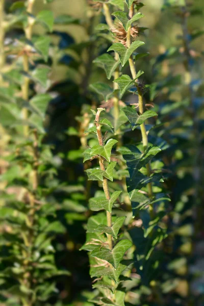Ivy Erecta Leaves Latin Name Hedera Helix Erecta — Stock Photo, Image