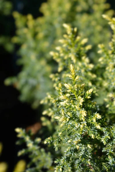 Juniper Hulsdonk Yellow Λατινική Ονομασία Juniperus Pingii Hulsdonk Yellow — Φωτογραφία Αρχείου