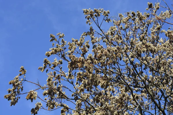 Дерево Небесное Обнажило Ветви Сухими Семенами Латинское Название Ailanthus Altissima — стоковое фото