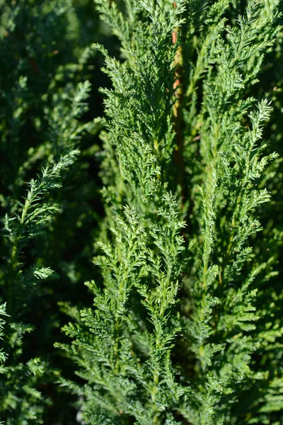 Lawsons Cypress Ellwoodii Latin Name Chamaecyparis Lawsoniana Ellwoodii — Stock Photo, Image