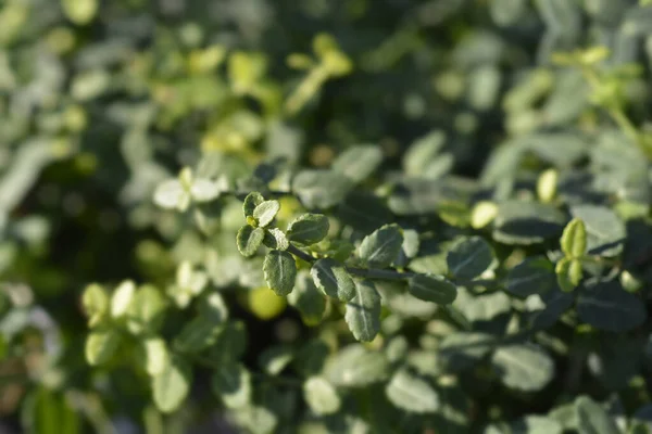 Vinterkrypare Minimus Blad Latinskt Namn Euonymus Fortunei Minimus — Stockfoto