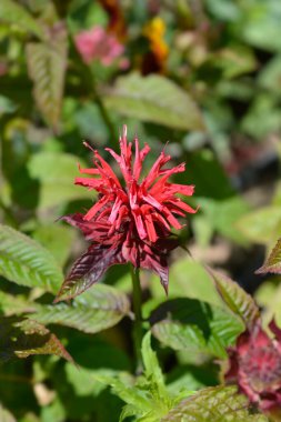 Arı merhemi Cambridge Scarlet - Latince adı Monarda Cambridge Scarlet