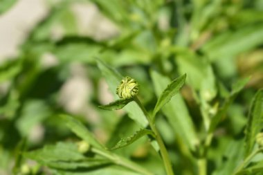 Yaygın hapşırık otu çiçeği tomurcuğu - Latince adı - Helenyum sonbaharı