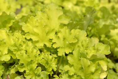 Coral Bells Lime Marmelade Latince adı Heuchera Lime Marmelade