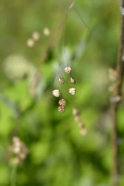 Κοινό Quaking Grass Λατινική Ονομασία Briza Media — Φωτογραφία Αρχείου