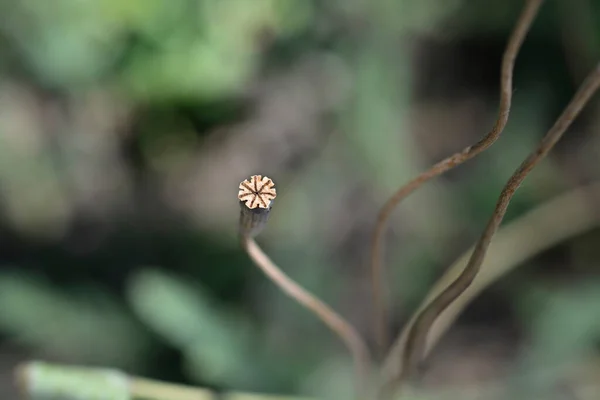 Spanish Macppy Flower Seed Head Latin Name Papaver Rupifragum — стокове фото