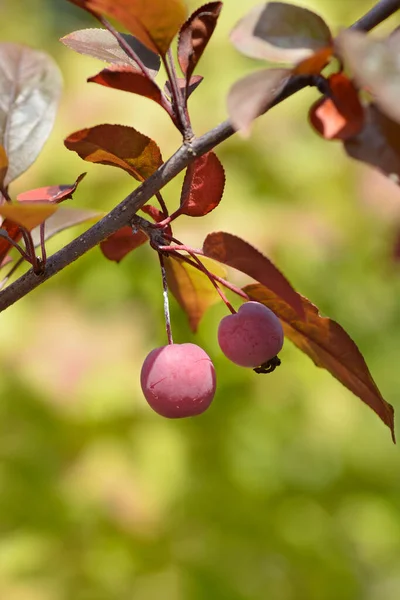 果実とクラブリンゴエレイ支店 ラテン語名 Malus Purpurea Eleyi — ストック写真