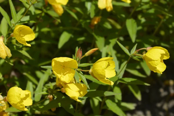 Narrowleaf Evening Primrose Latin Name Oenothera Fruticosa — Stock Photo, Image