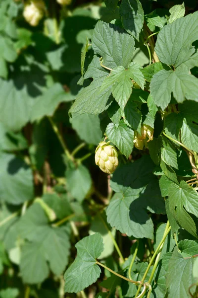 Obecný Chmel Latinské Jméno Humulus Lupulus — Stock fotografie